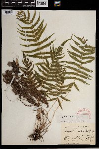 Thelypteris kunthii image