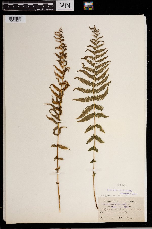 Thelypteris noveboracensis image