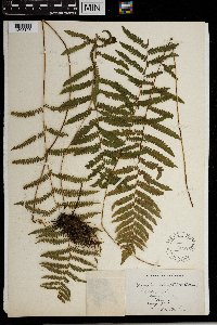 Thelypteris palustris var. pubescens image