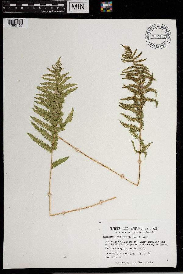 Thelypteris palustris image