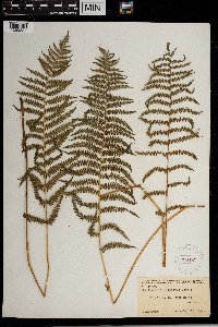 Thelypteris palustris var. pubescens image