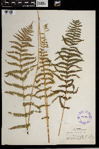 Thelypteris palustris var. pubescens image