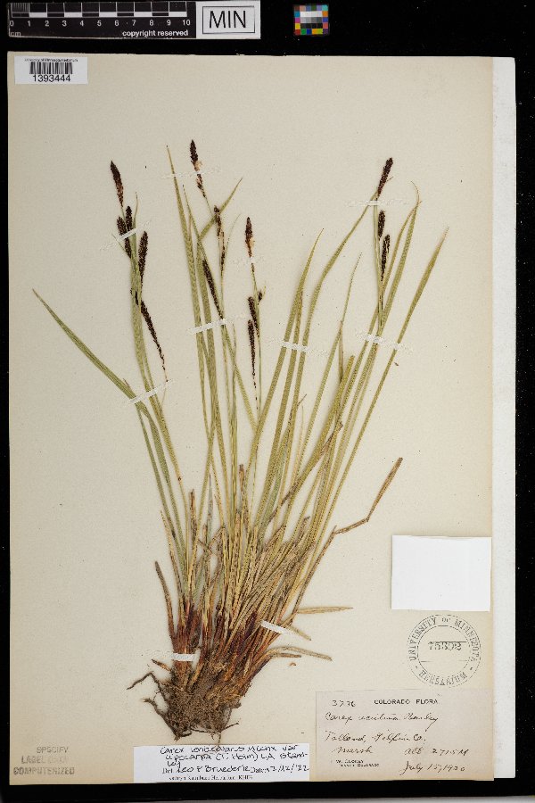 Carex lenticularis var. lipocarpa image