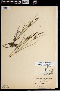 Carex aquatilis image