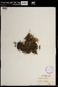 Crepidomanes humile image