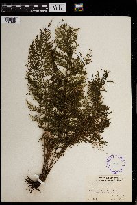 Vandenboschia maxima image