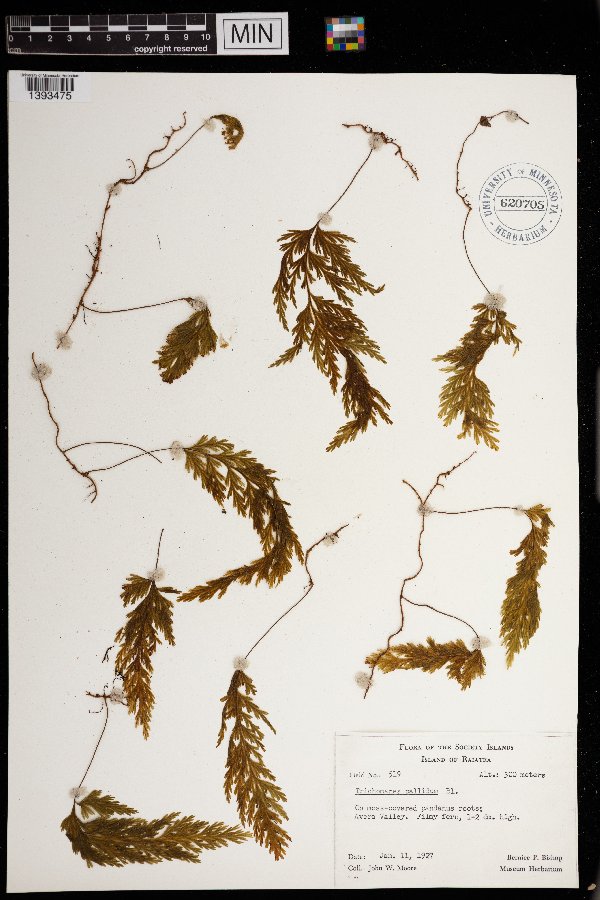 Hymenophyllum pallidum image