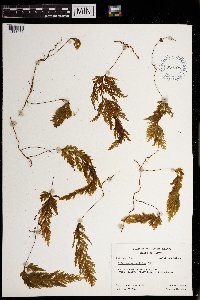 Image of Hymenophyllum pallidum