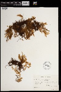 Hymenophyllum pallidum image