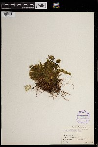 Hymenophyllum pallidum image