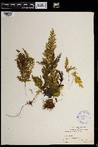 Hymenophyllum pallidum image