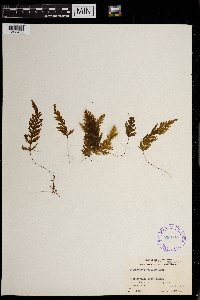 Hymenophyllum pallidum image