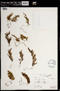 Hymenophyllum pallidum image