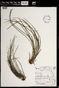 Vittaria lineata image