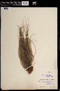 Vittaria lineata image