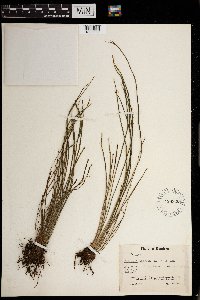 Vittaria lineata image