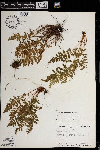 Woodsia ilvensis image