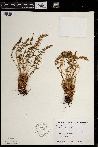 Woodsia ilvensis image