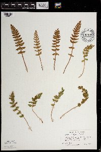 Woodsia ilvensis image