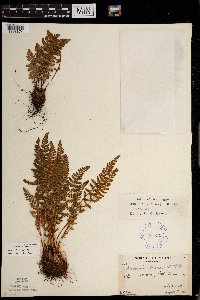 Woodsia ilvensis image