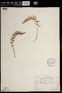 Woodsia ilvensis image