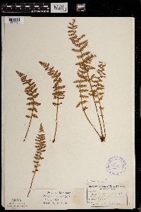 Woodsia ilvensis image