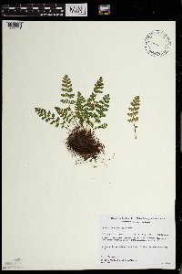 Woodsia ilvensis image