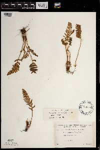 Woodsia ilvensis image