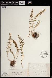 Woodsia ilvensis image