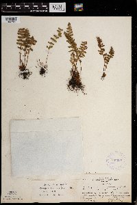 Woodsia ilvensis image