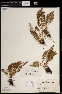 Woodsia ilvensis image