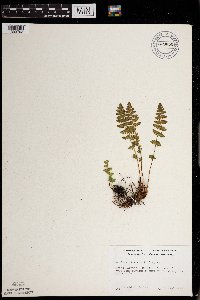 Woodsia ilvensis image