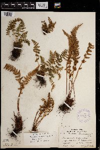 Woodsia ilvensis image