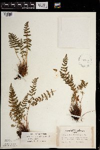 Woodsia ilvensis image