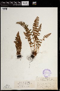 Woodsia ilvensis image