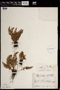 Woodsia ilvensis image