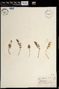 Woodsia ilvensis image