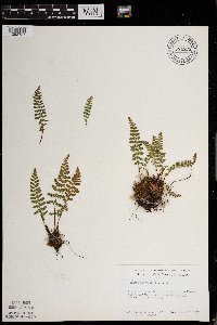 Woodsia ilvensis image