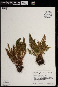 Woodsia ilvensis image