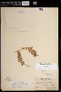 Woodsia ilvensis image