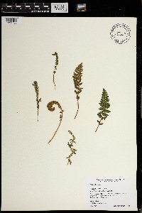 Woodsia ilvensis image