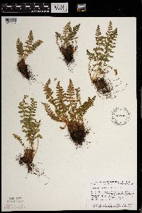 Woodsia ilvensis image