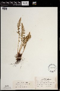 Woodsia ilvensis image