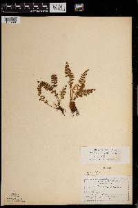 Woodsia ilvensis image