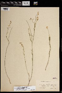 Image of Asemeia grandiflora