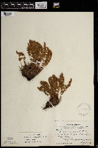 Woodsia ilvensis image