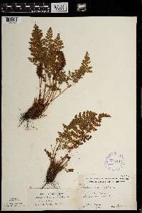 Woodsia ilvensis image