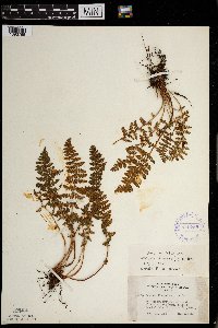 Woodsia ilvensis image