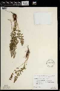 Woodsia ilvensis image