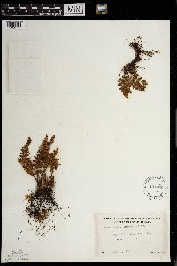 Woodsia ilvensis image